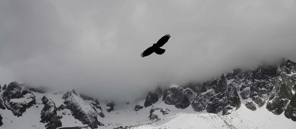 Shutterstock搜索技巧大全：找到完美素材的15个方法（2026）